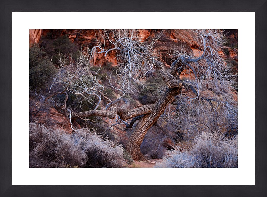 Desert Winter Tree - Red Reef Trail Utah Picture Frame print