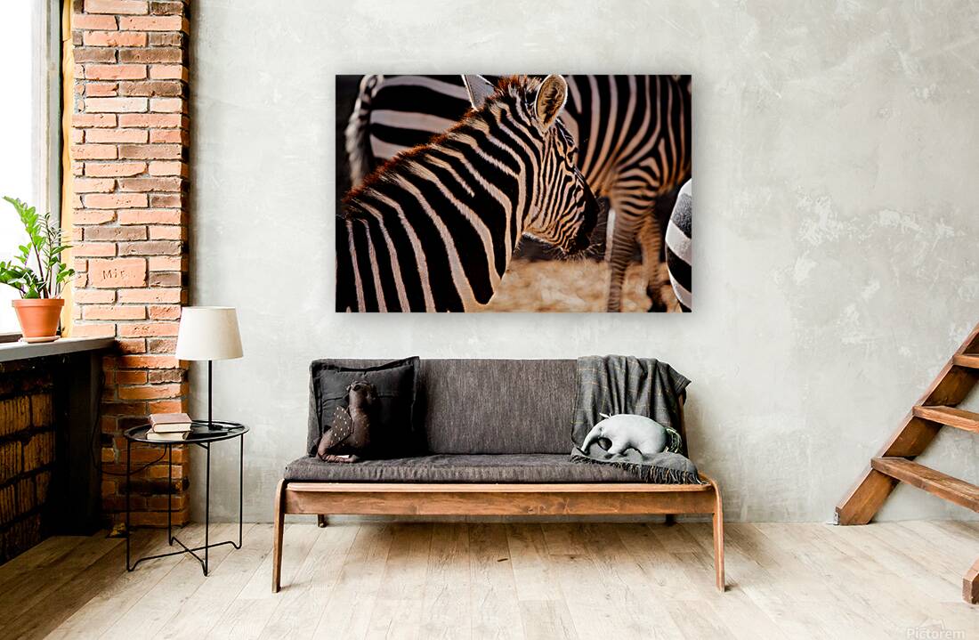 Zebra Close-up Reproduction