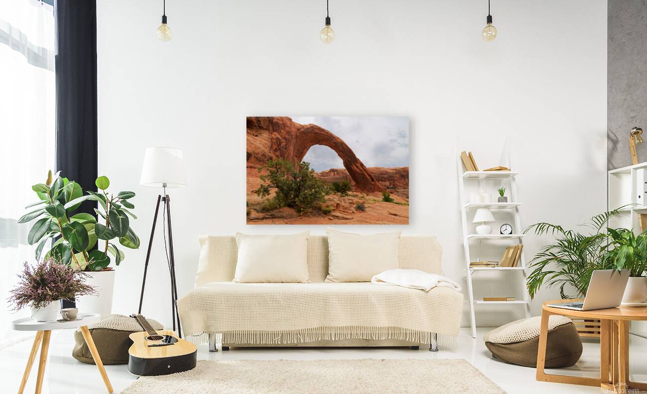 Pinion Pine Under Corona Arch Reproduction