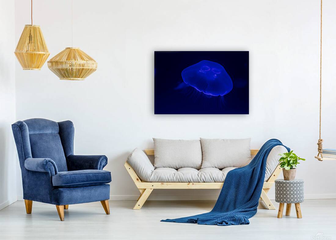 Soft Light Jellyfish Reproduction