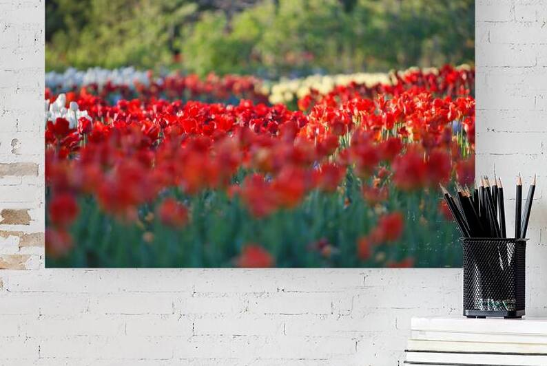 Sea of Tulips by Taylor Ehat Photography