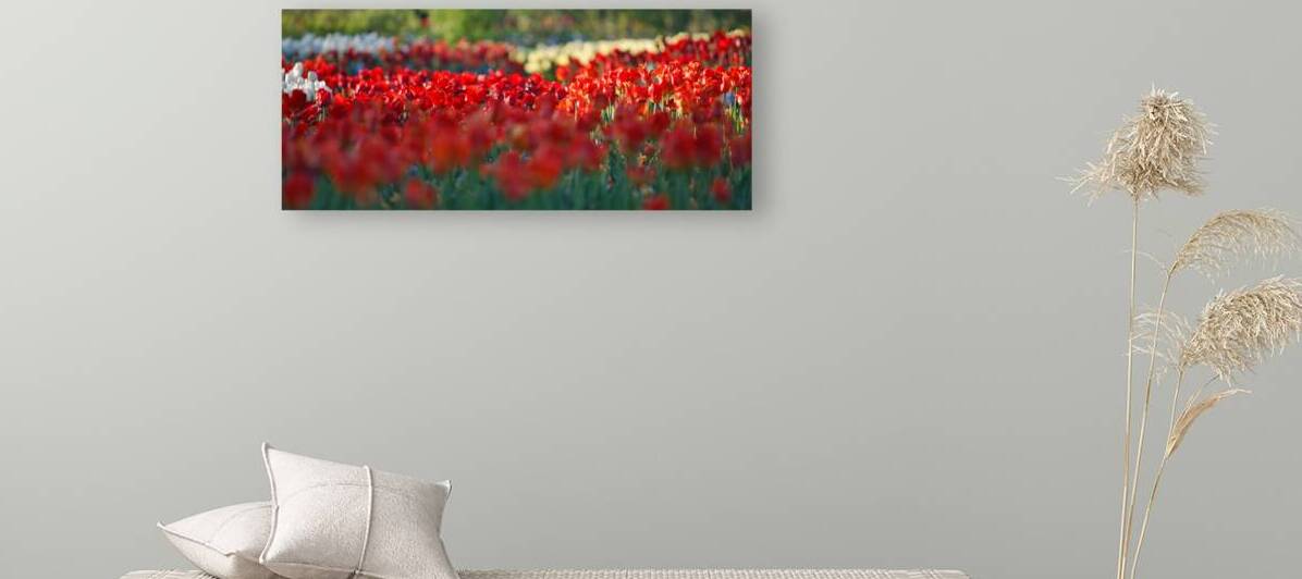 Sea of Tulips - Wide Format by Taylor Ehat Photography