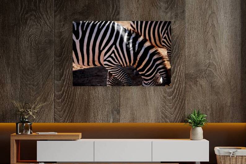 Zebra Mane Light & Shadow by Taylor Ehat Photography