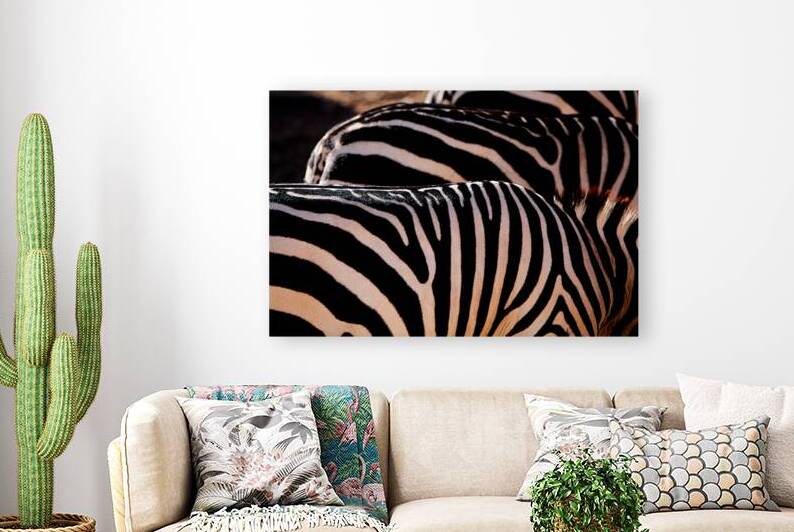 Zebra Stripes by Taylor Ehat Photography