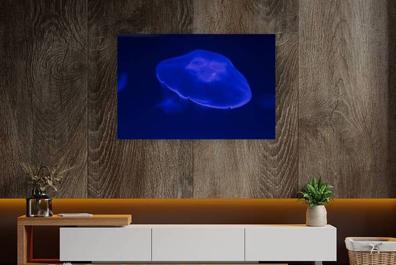 Soft Light Jellyfish Reproduction