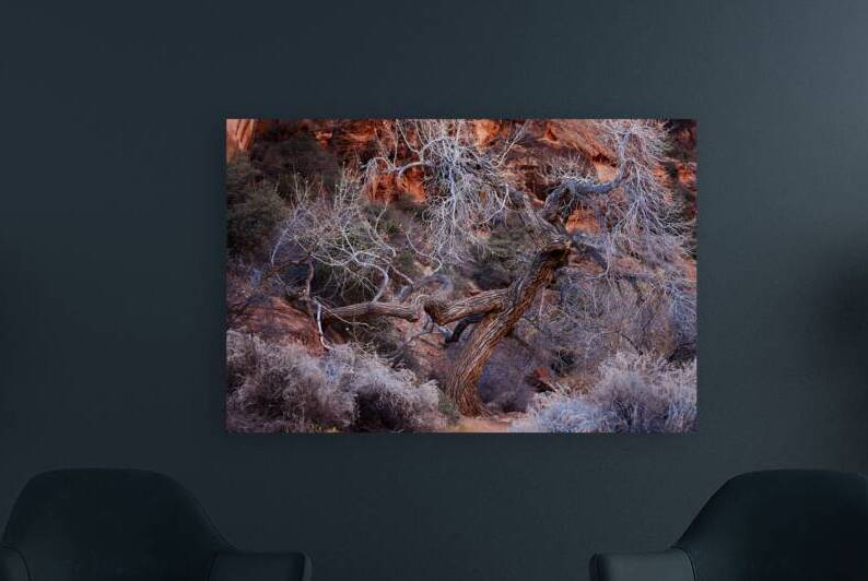 Desert Winter Tree - Red Reef Trail Utah Reproduction