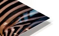 Zebra Mane Light & Shadow HD Metal print