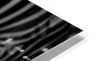 Zebra Close-up – B&W HD Metal print
