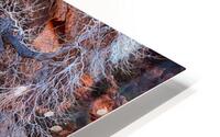 Desert Winter Tree - Red Reef Trail Utah HD Metal print