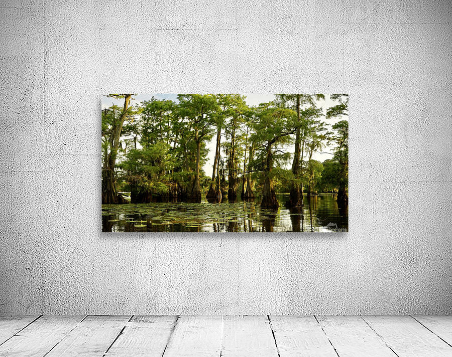 Caddo lake  Wall Preview