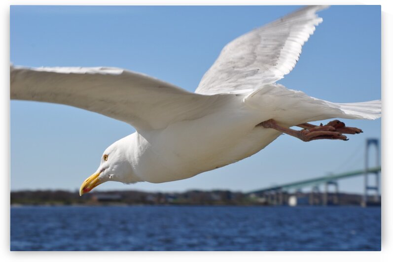 Seagull over Newport by Magic Forest