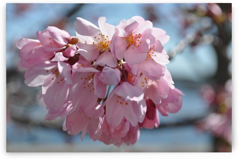 Cherry Flowers in Newport by Magic Forest