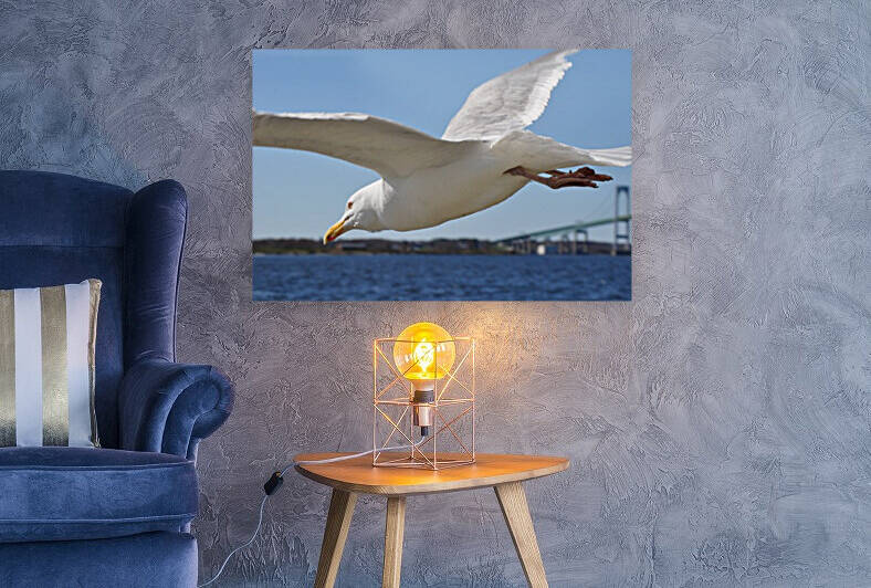 Seagull over Newport by Magic Forest