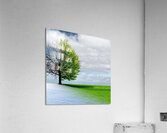 Beautiful sight Acrylic Print