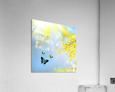 Spring butterfly Acrylic Print