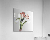 Al-Juri responded Acrylic Print