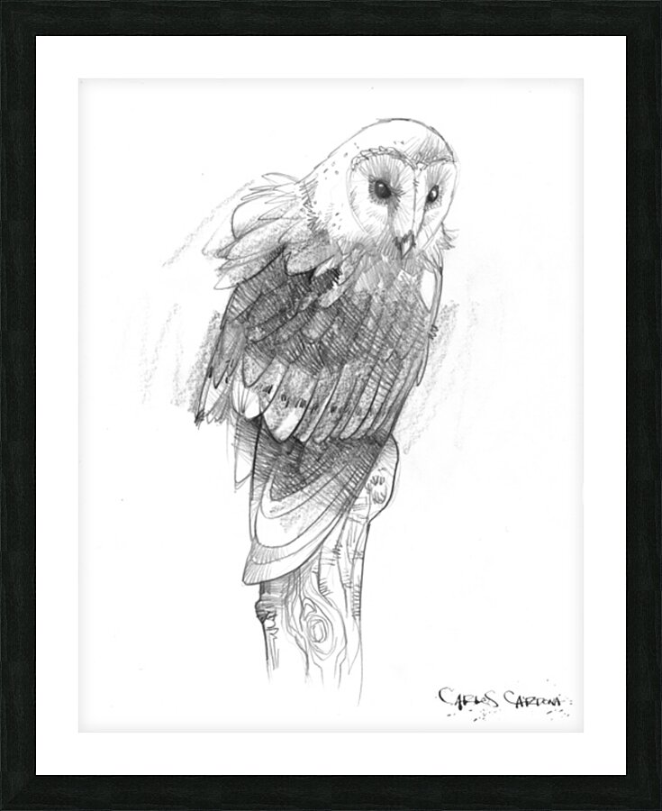 Barn Owl 01 Picture Frame print