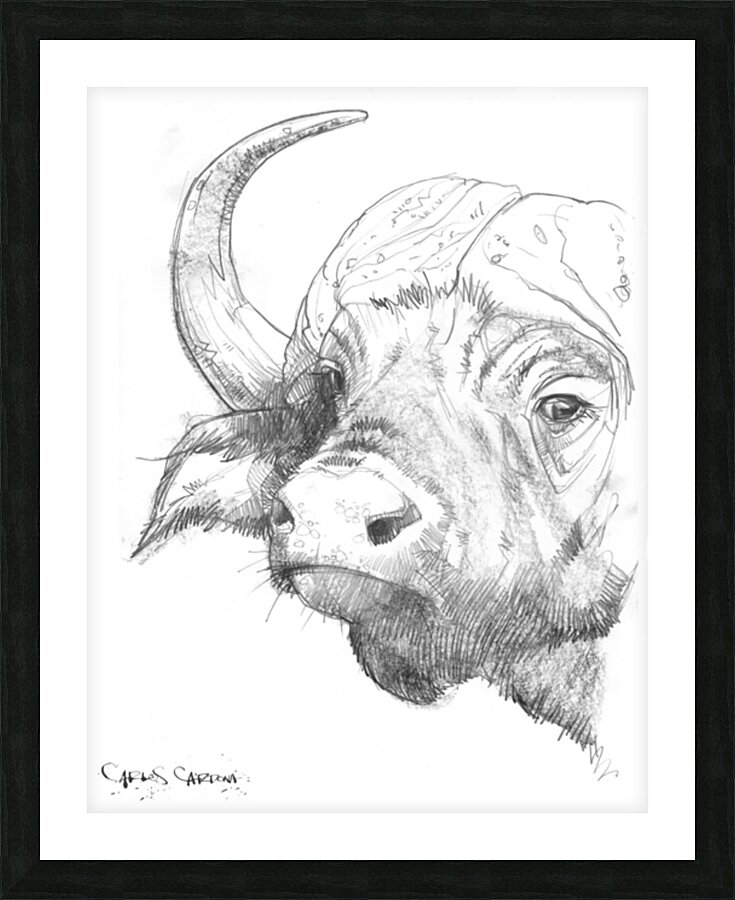 Buffalo 01 Picture Frame print