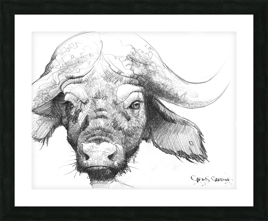 Buffalo 02 Picture Frame print