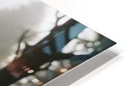 forbidden  HD Metal print