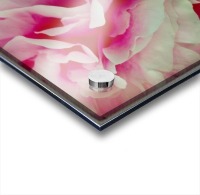 Pink Peony Acrylic print