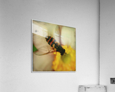 Bee-ing Acrylic Print