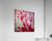 Pink Peony Acrylic Print