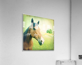 Look Acrylic Print