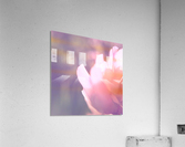 Rödklöver Acrylic Print
