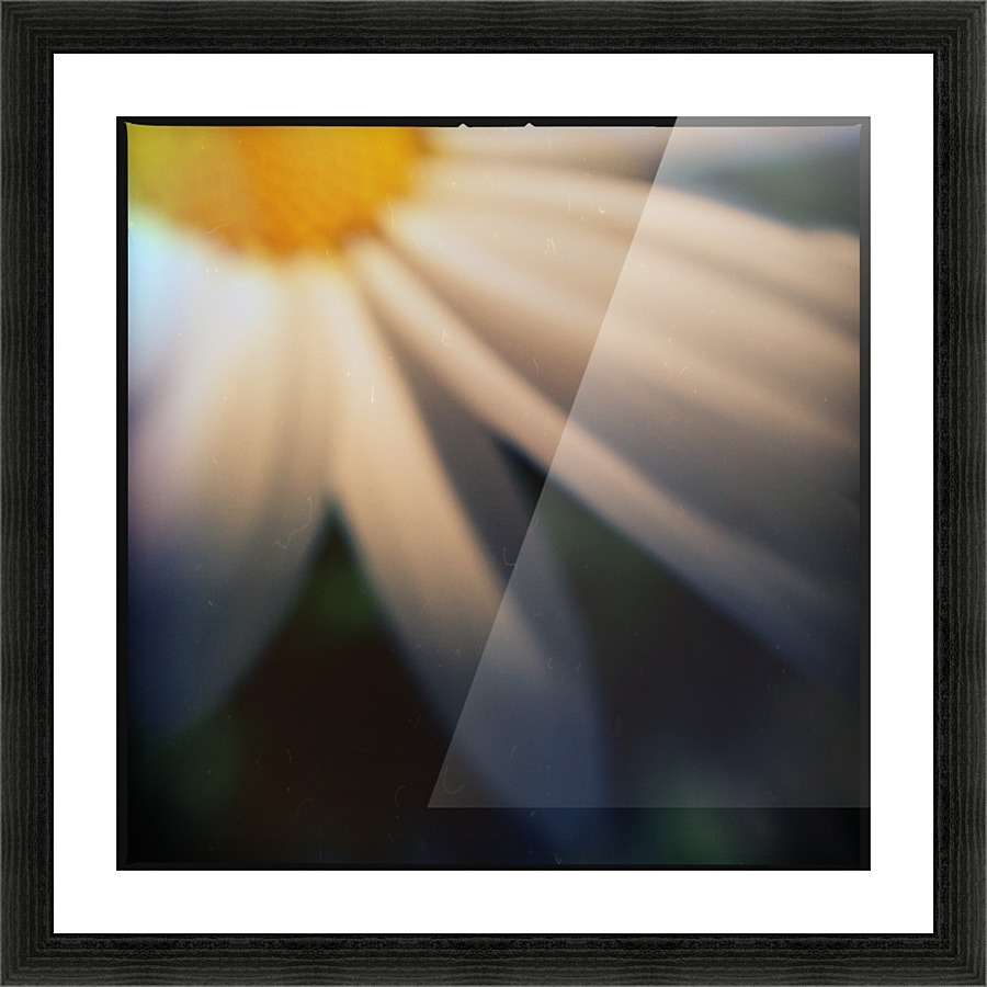 Petal devotion Picture Frame print