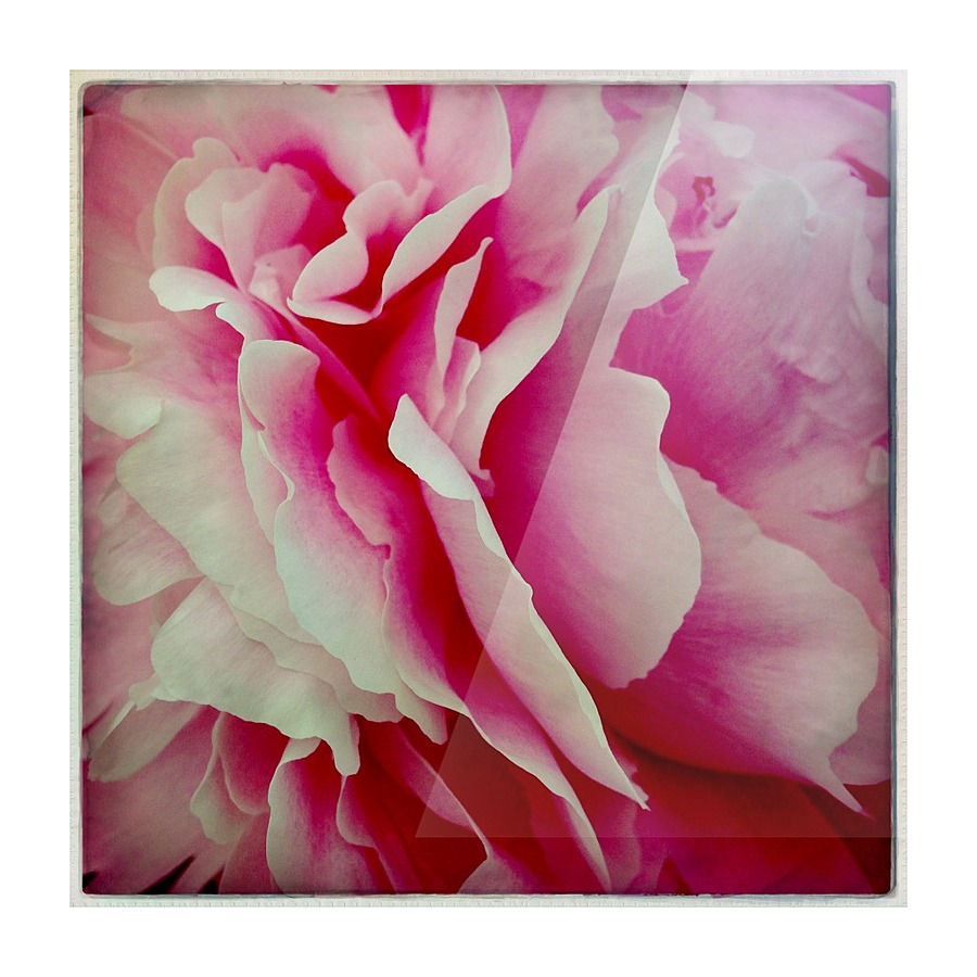 Pink Peony Picture Frame print