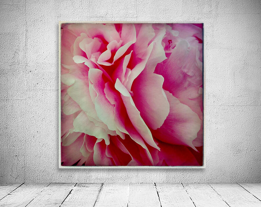 Pink Peony Wall Preview