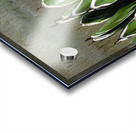 The claws Acrylic print