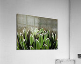 The claws Acrylic Print