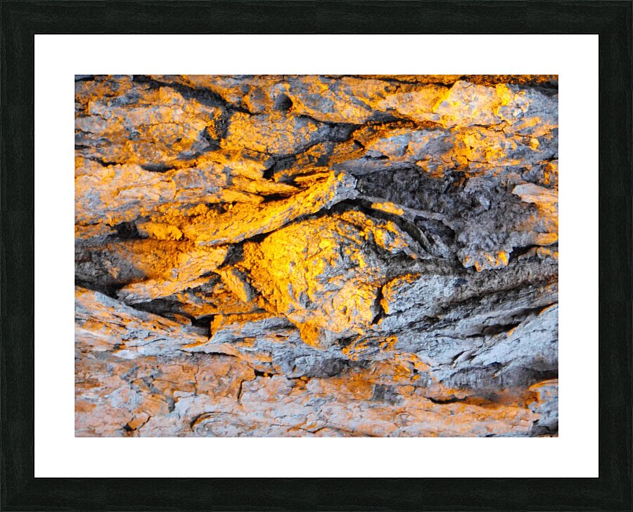  Bright trunk          Picture Frame print