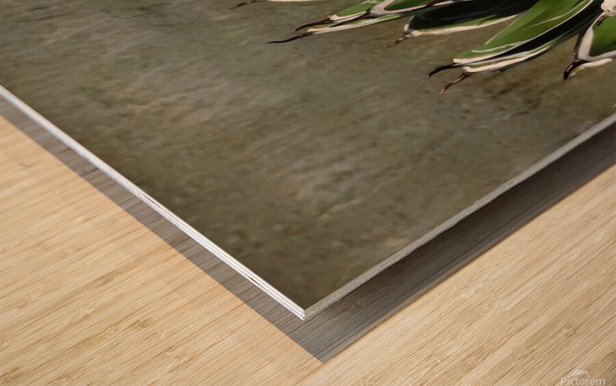 The claws Wood print