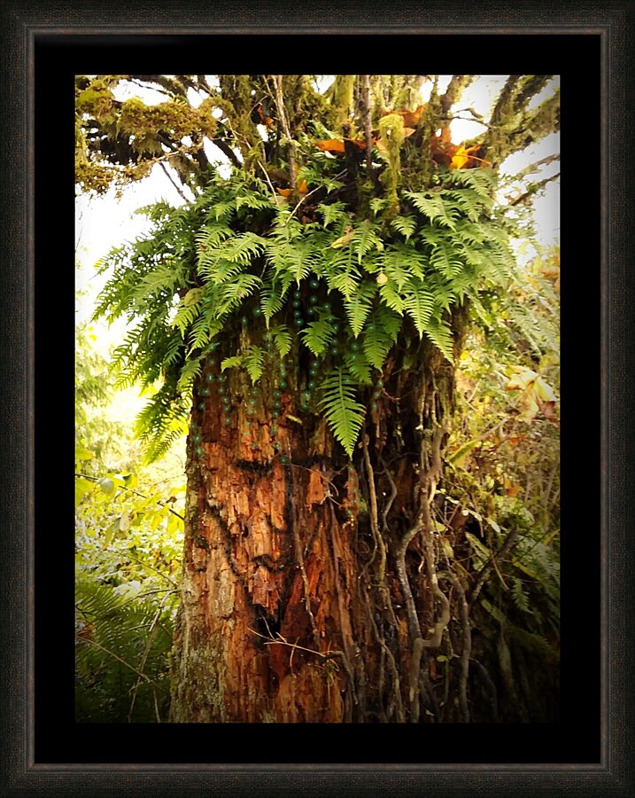 Stump Man Picture Frame print