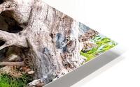 Driftwood Third Eye HD Metal print