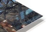 Tree portal 8 HD Metal print