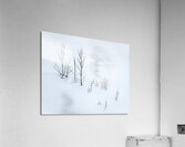 Snowplay Acrylic Print