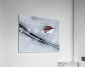 Asleep Acrylic Print