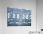 Striking Acrylic Print
