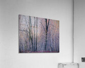 Lethargic Acrylic Print