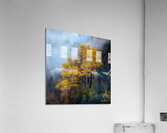 Intensity Acrylic Print
