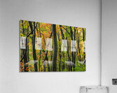 Autumnal Acrylic Print