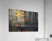 Vibrance Acrylic Print