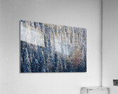 Spotting Acrylic Print