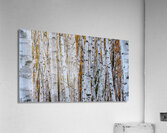 Separation 2 Acrylic Print