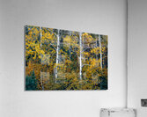 Attraction Acrylic Print