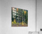 Framed Acrylic Print